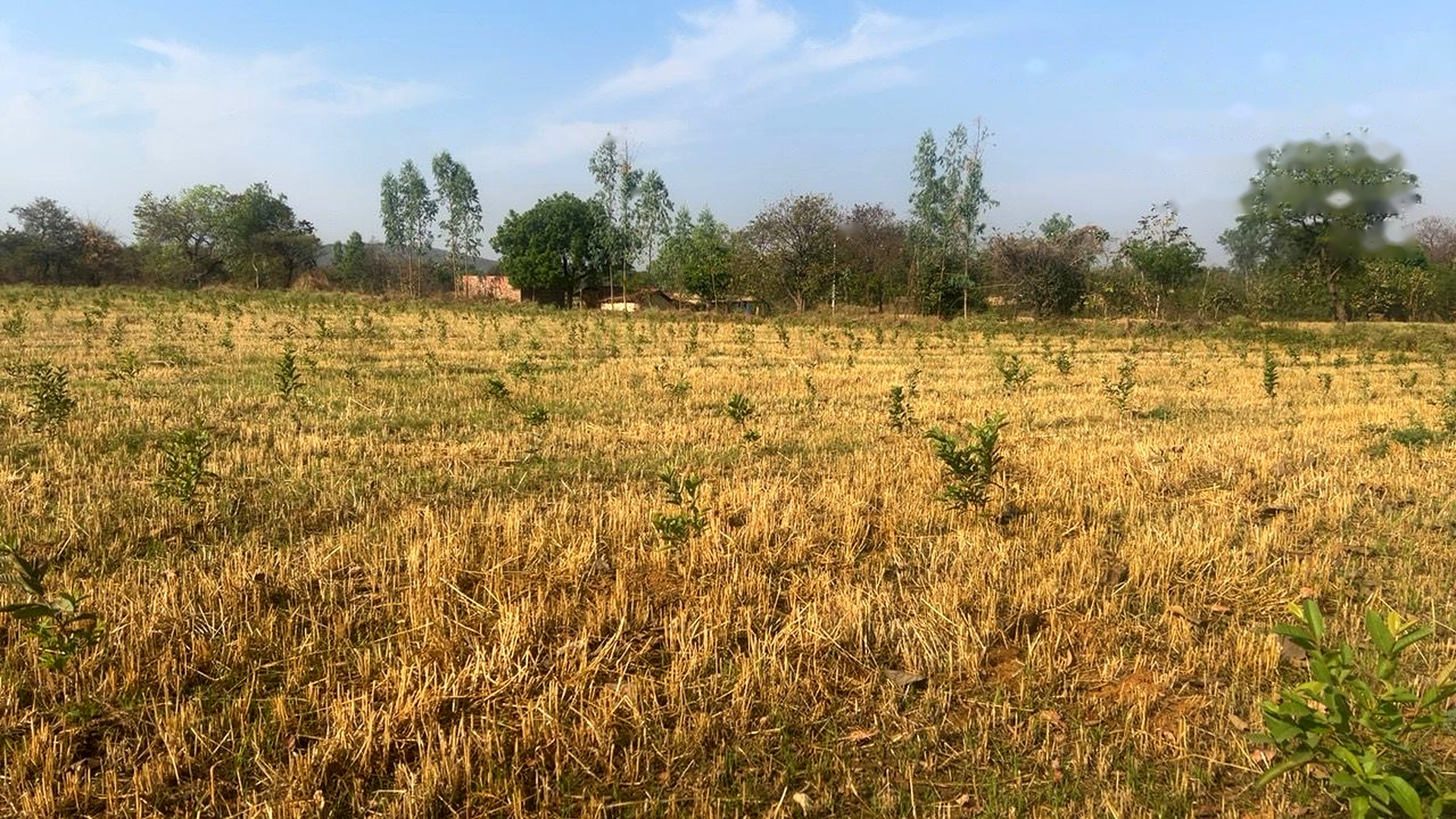 Mobavenue AI Tech Limited plants 15,000 trees to offset ~10,000 tonnes* carbon footprint